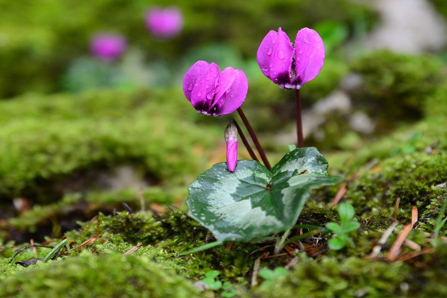 Botanik Yaşam ve Endemik Bitki Örtüsü İzleme